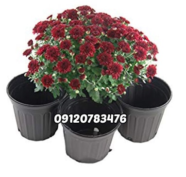 خریدار گلدان پلاستیکی گلخانه ای