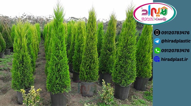 گلدان مشکی پلاستیکی