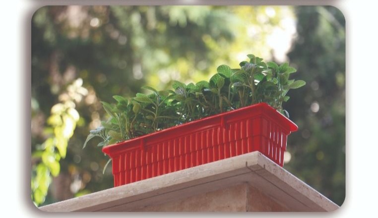 گلدان پلاستیکی خیلی بزرگ