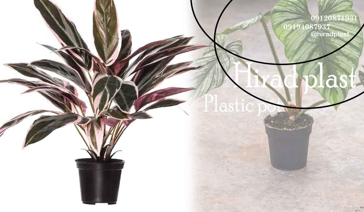 خرید گلدان پلاستیکی