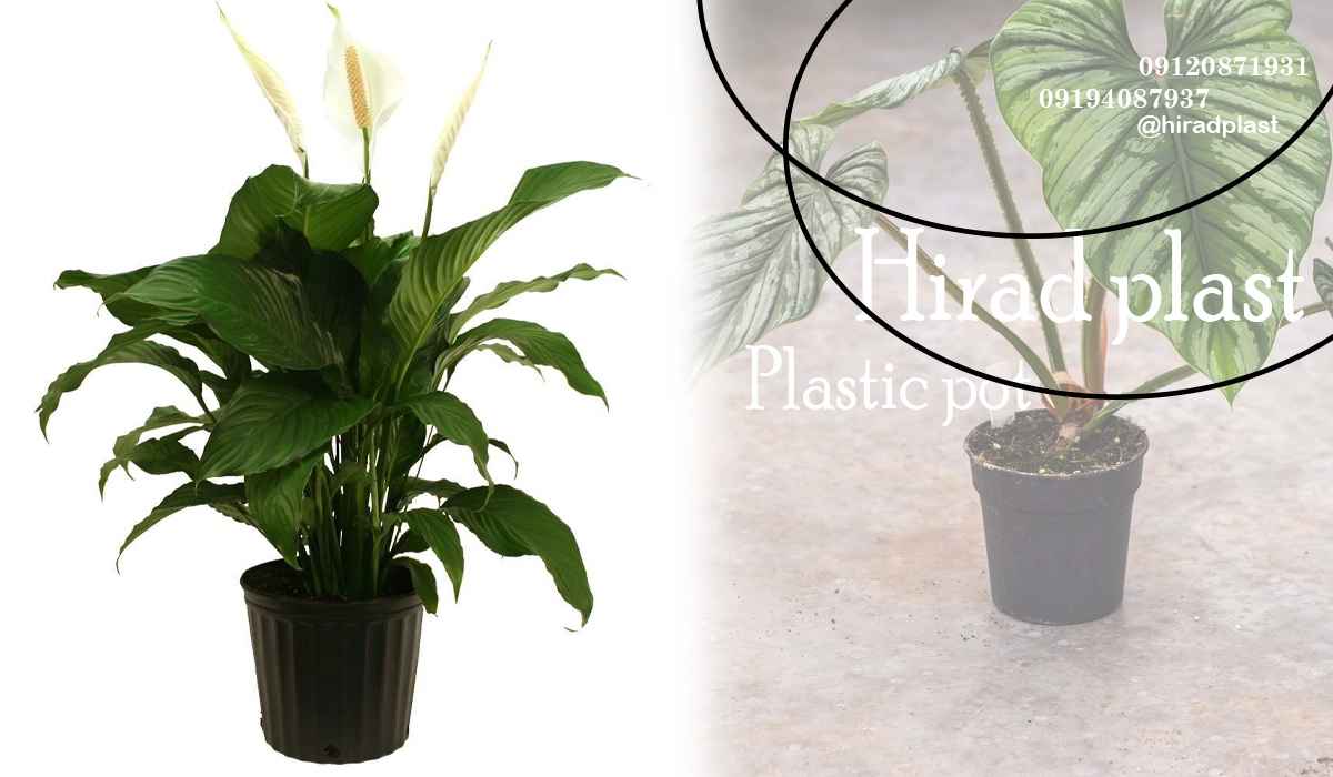 خریذ گلدان گلخانه ای