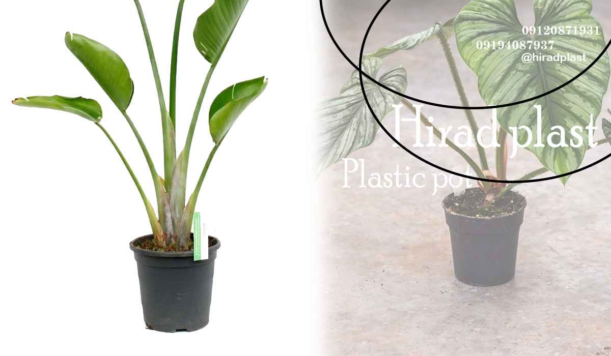 گلدان پلاستیکی مشکی