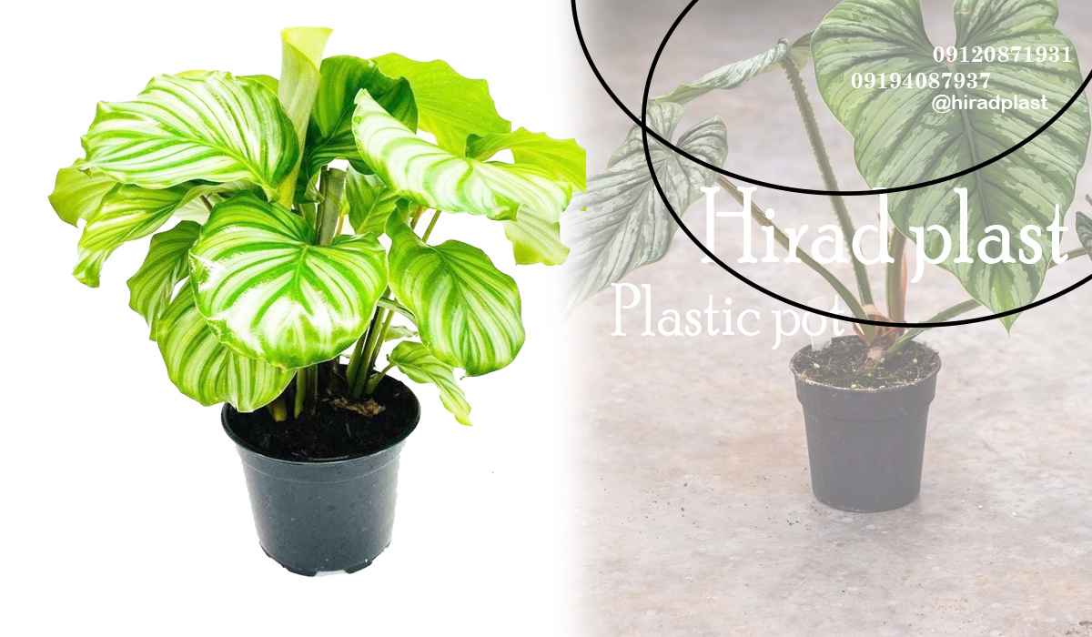 گلدان پلاستیکی گلخانه ای