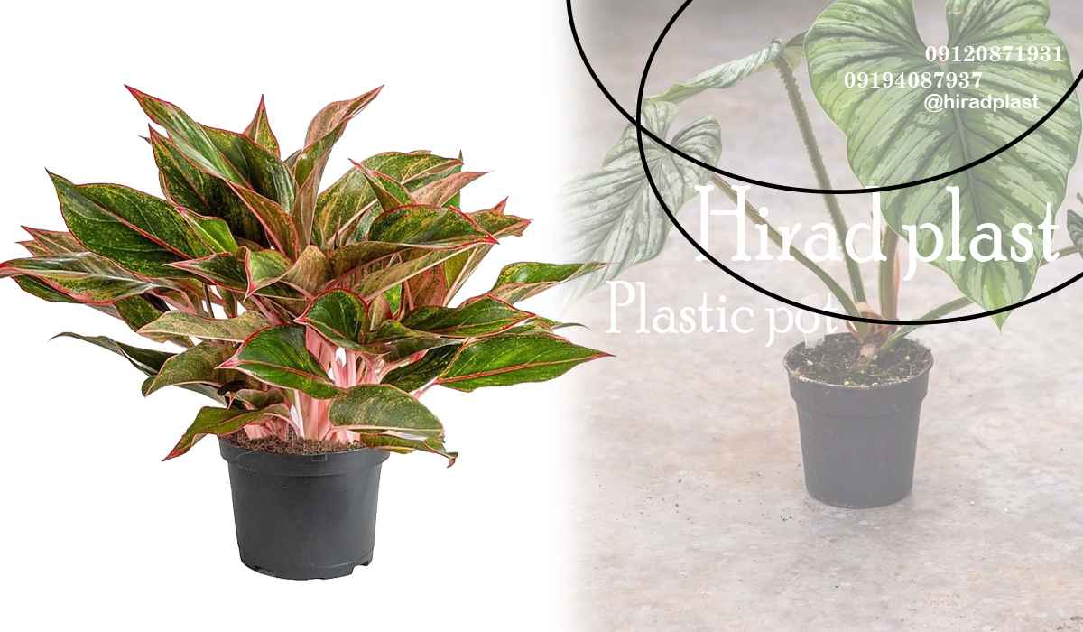 گلدان پلاستیکی