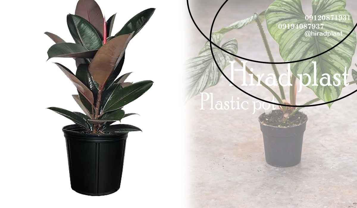 گلدان گلخانه ای