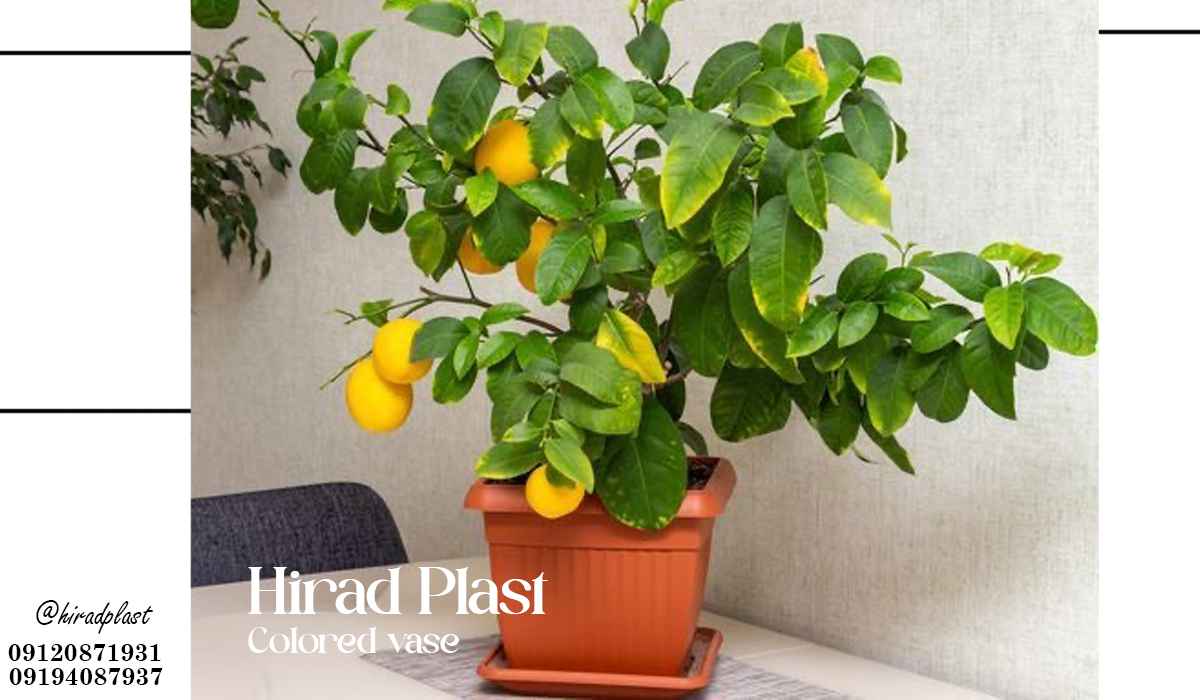 گلدان پلاستیکی دیجی کالا